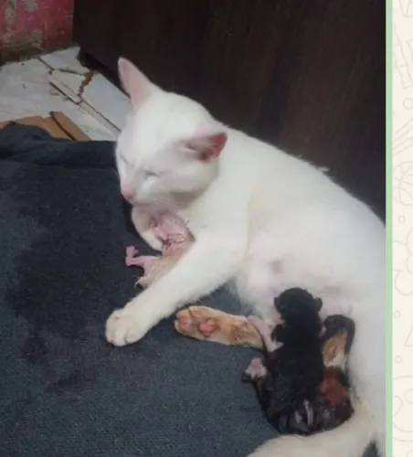 Precisando de ração para uma mamãe que deu 5 gatinho