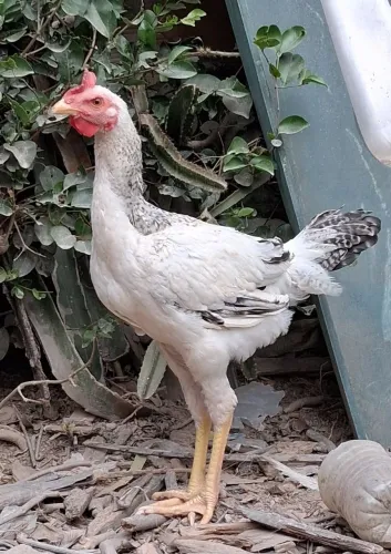 Frangos caipira. Novos.