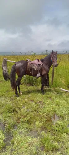 Cavalo Manga larga, marcha picada 
