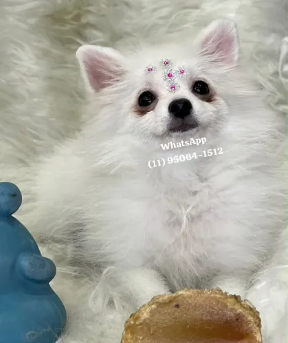 Belos filhotes de Spitz Alemão anão disponível