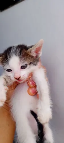 Doação de gatinhos