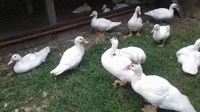 Pato branco vivo