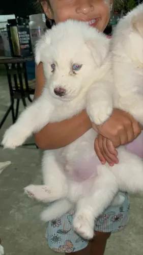 Filhote husky siberiano 