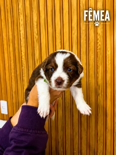Filhote de Bordee Collie - Genética de alto padrão e com pedigree