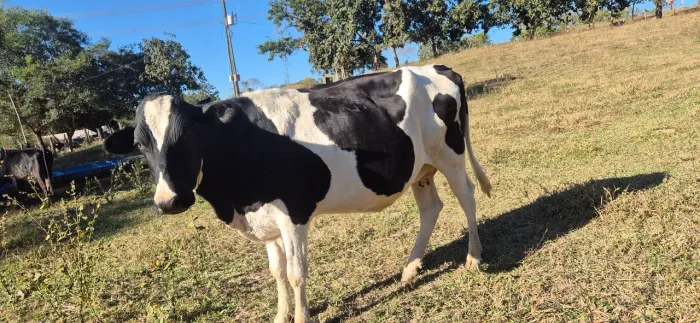 Vacas leiteiras 