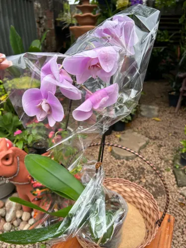 Orquídeas
