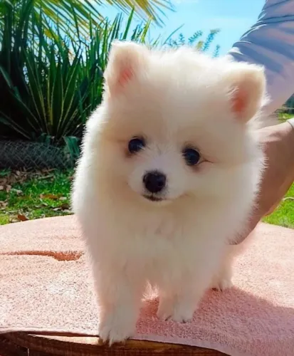 Cachorro Lulu da Pomerania alegria garantida para esposa e família