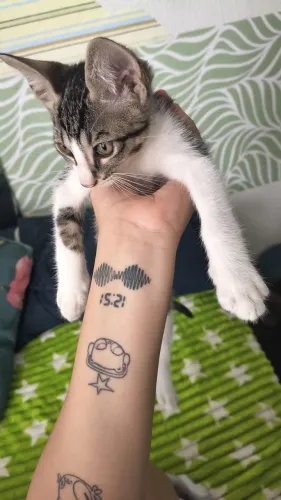 GATO MACHO DOAÇÃO