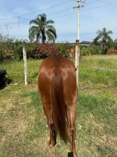 Animal manso e bem domado - iniciado no laço 