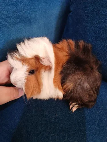 Porquinho da india
