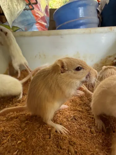 Gerbil Esquilo da Mongolia