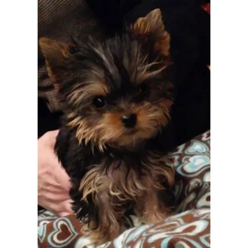 Yorkshire Terrier Filhotes, Biewer 