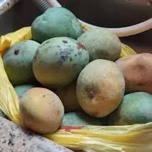 mudas  da  manga sabina  nativa de goias 