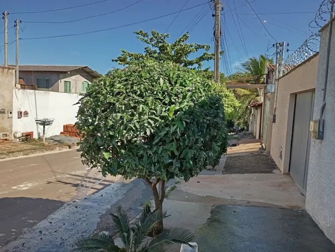 Jardinagem 