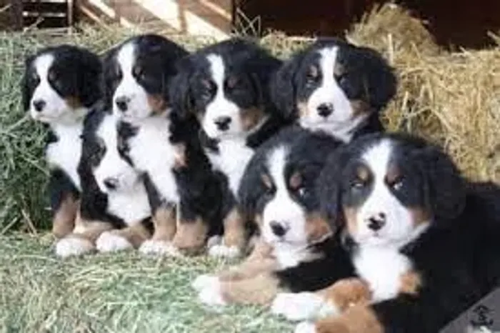bernese que loucura