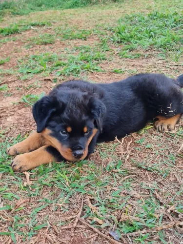 Rottweiler macho cabeça de touro ótima linhagem 2.500,00