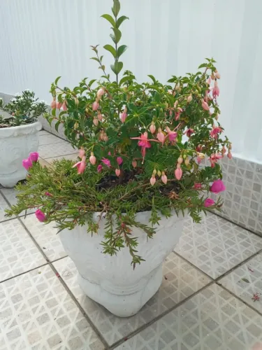 lote de vasos com flores branco , vasos grandes