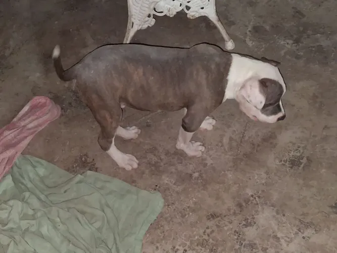 Filhote Piti moster a vanda 