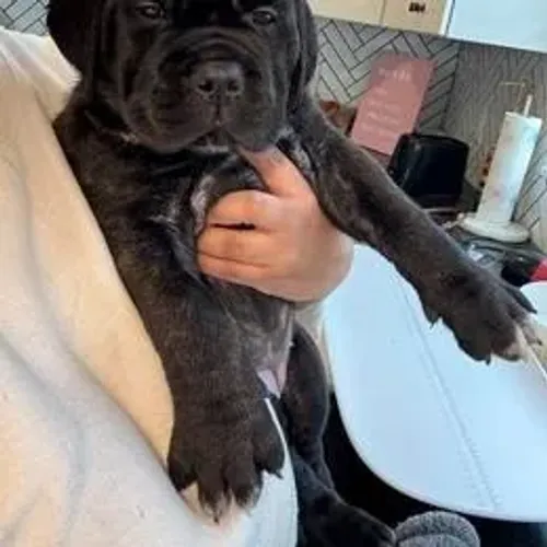 Cane Corso,Cane Corso Filhote Vacinado e Vermifugado