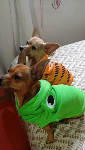 Roupas Pets SOMENTE INTERESSADOS