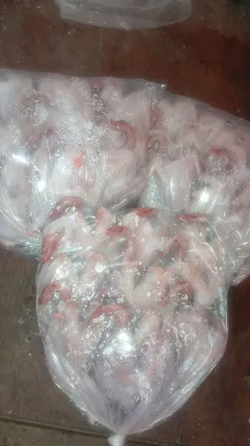Vende-se cordona abatida 
