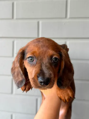 Filhote dachshund marrom mofado fêmea