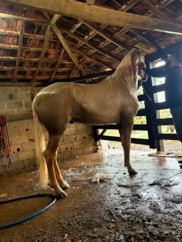 Vende-se Enxerto , monta controlada 