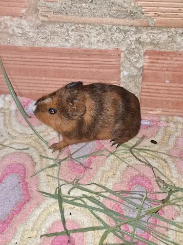 Porquinho da Índia 
