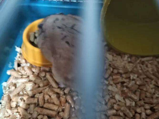 Doação hamster
