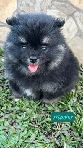Spitz Alemão Pequeno Porte com Pedigree