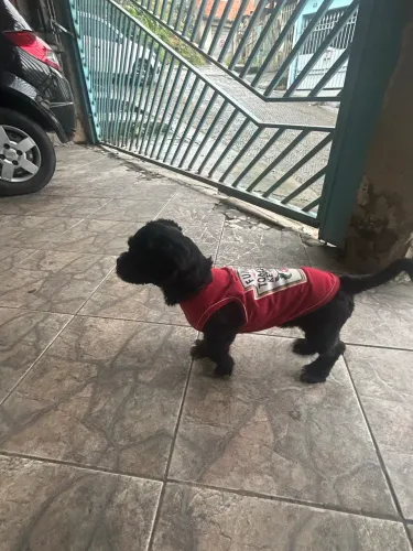  Shih Tzu