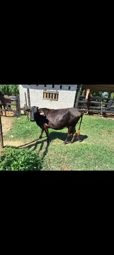 Vaca a venda