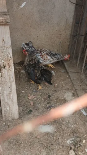 Casal de Garnisé e um macho 