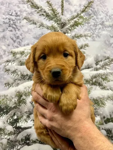 Filhotes de Golden Retriever | Companheiros perfeitos para o dia a dia