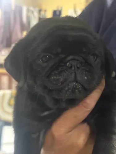 Mini Pug Black 