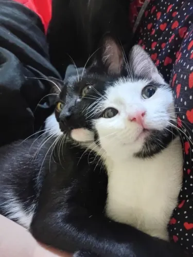 Doação de gatos