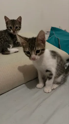 Doa-se gatos filhotes 90 dias 
