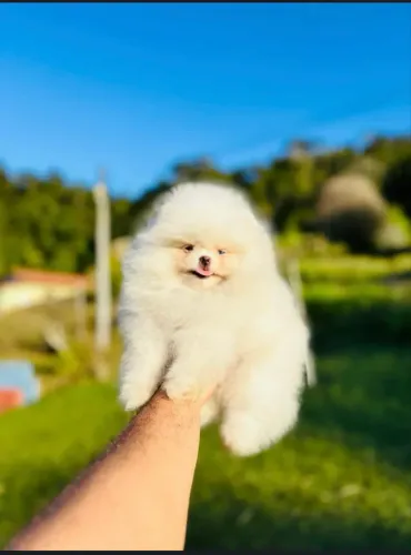Spitz Alemão Anão (Lulu da Pomerânia) - Saúde em dia