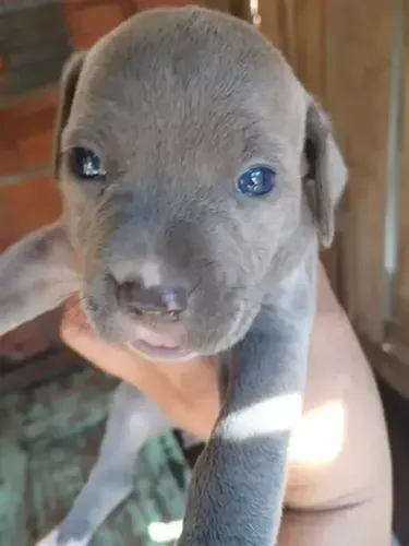 Filhote de Pitbull