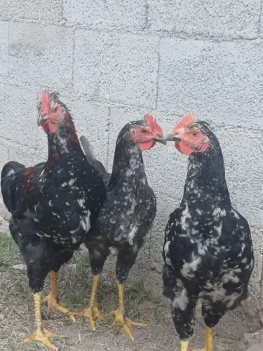 Frangos gsb balão sertanejo 