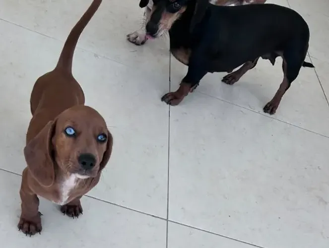  FILHOTE FÊMEA DE SALSICHA (DACHSHUND) DISPONÍVEL! ?