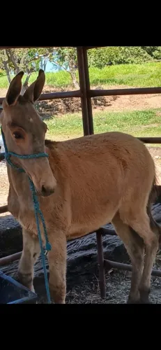 Burro