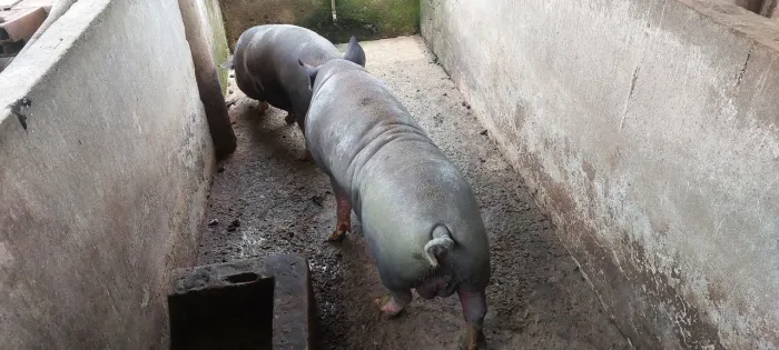 Vendo cachaço caruncho barato