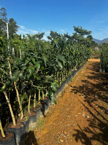 Mudas e plantas 