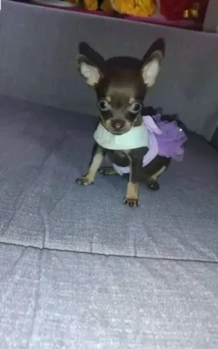 Pinscher a Mini face (00) 