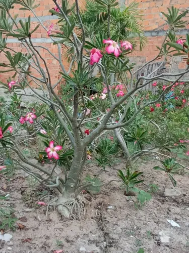Rosas do Deserto grandes, ainda no chão top top