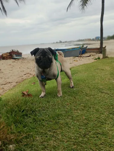 Pug macho adulto 