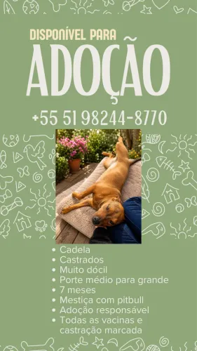 Cachorra para doação 