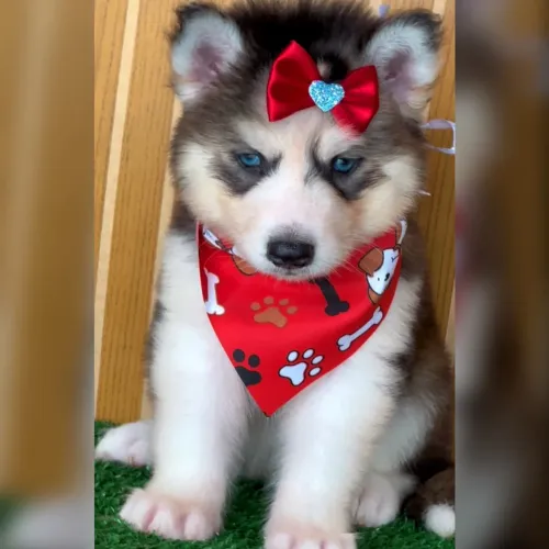 Husky siberiano fêmea pedigree Cbkc