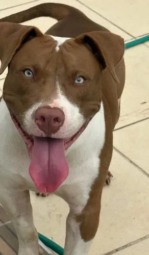 Vendo PitBull